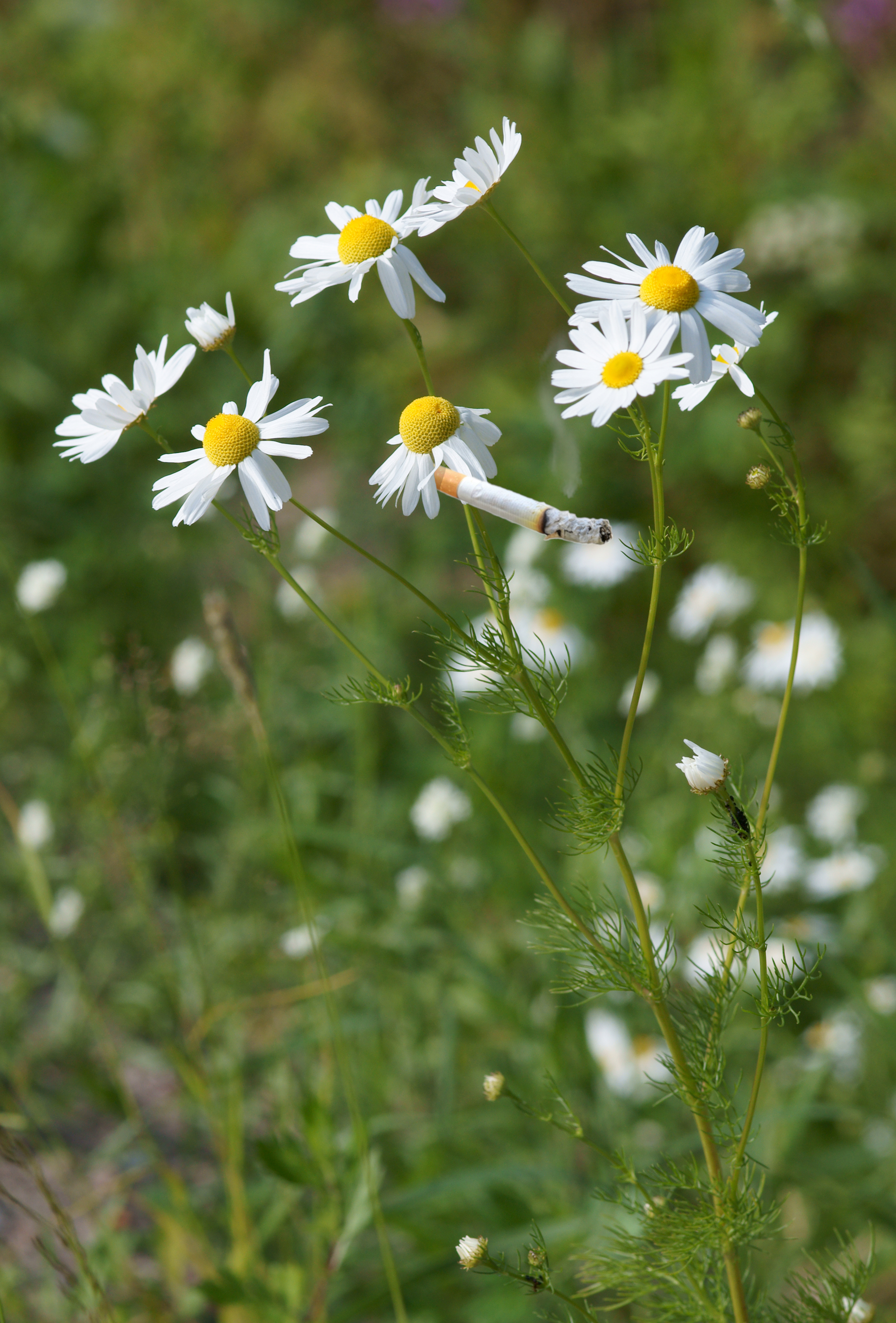 Chamomile smoking a fat cig.